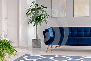 Waiting room interior in a luxurious clinic furnished with a velvet dark blue sofa, a rug and green plants. Real photo.