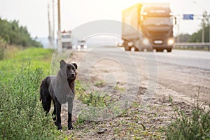 Waiting Sad Lonely Stray Dog on the road, highway