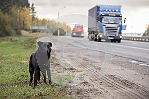 Waiting Lonely Stray Dog on the road, highway with cars