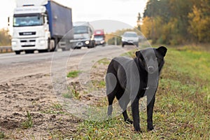 Waiting Sad Lonely Stray Dog on the road, highway