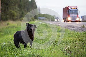 Waiting Sad Lonely Stray Dog on the road