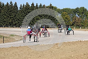 waiting for start harness racing horse trotter breed