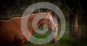 Waiting to foal