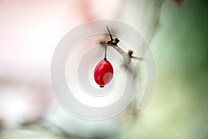 Macro shot of bright red barberry on naked branch with thorns