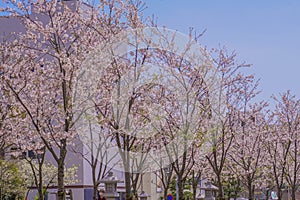Wakamiya cherry Oji (Kamakura,Kanagawa Prefecture)