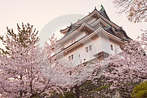Wakayama castle during cherry-blossom Sakura season, Japan