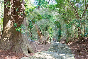 Daimonzaka slope on Kumano Kodo Nakahechi Route in Nachikatsuura, Wakayama, Japan. It is part of