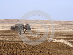 The wake of nature in the steppe climate and steppe climate, the love of nature, the view of spring coming,