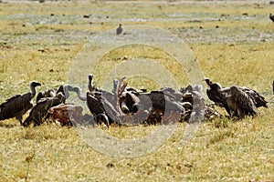 A wake of Old World Vultures.