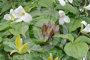 Wakerobin Trillium species with white, red and yellow inflorescences