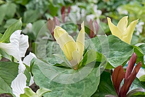 Wakerobin Trillium species, white, yellow and red flowering plants