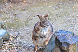 Walaby in rocky area