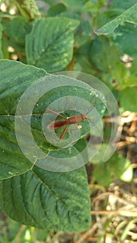 Walang sangit or insect on the leaf