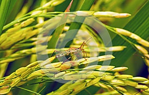 Walang sangit Leptocorisa oratorius  is a major rice pest which feeds on the sap of stems and seeds