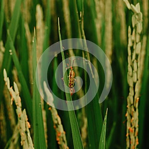 Walang sangit in the top of the leaf