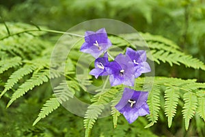 Wald peachleaf bellflower blau lila Blumen auf dichten Farn hintergrund