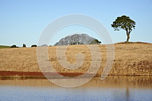 Waldegrave Pool with Lone Pine