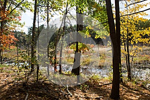 Walden Pond forest