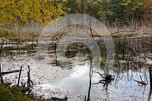Walden Pond forest