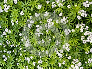 Waldmeister Gium odoratum im FrÃ¼hling