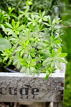 Waldmeister or woodruff plant, Galium odoratum