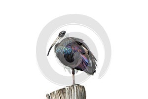 A Waldrapp on a trunk