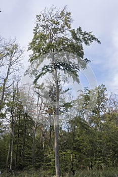 Waldsterben in Germany