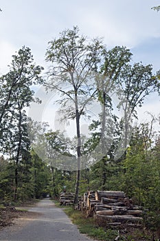 Waldsterben in Germany