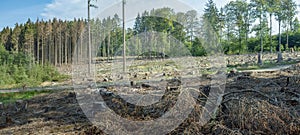 Waldsterben in Germany