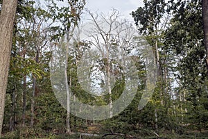 Waldsterben in Germany