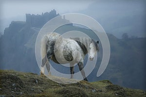 Wales Castle Horse