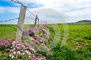 Wales coastal path flora