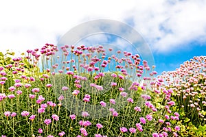 Wales coastal path flora