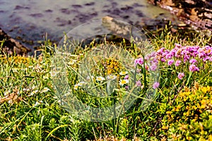 Wales coastal path flora