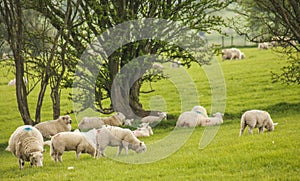 Wales, the UK - green meadows, trees and sheep.