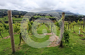 Wales, windswept vines growing near the Isle of Anglesey.