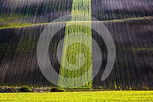 Waley is interesting enlighten by the rays, the field with agriculture green grass. South Moravian Region Czech Republic