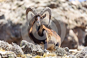 Walia ibex, (Capra walie), Simien Mountains in Northern Ethiopia, Africa