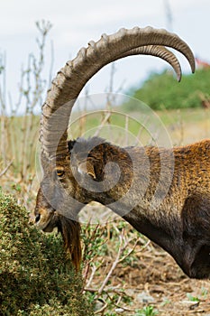 Walia Ibex Ram (Capra walie)