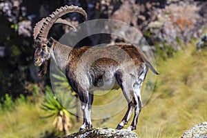 Walia Ibex, Simien Mountains photo