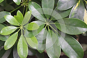 walisongo plant that has many benefits