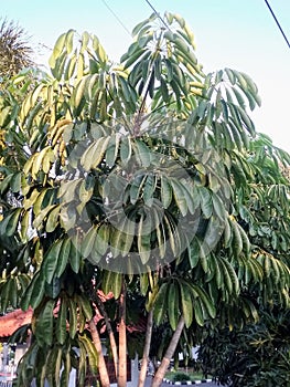 A Walisongo tree that grows with five branches.