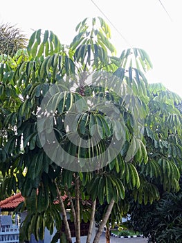 The Walisongo tree has oval leaves that are sharp at the tip and one branch consists of many leaves. photo