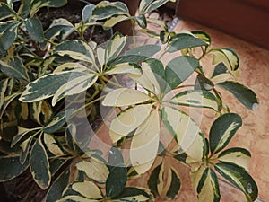 Walisongo Variegata is a captivating plant featuring unique variegated foliage