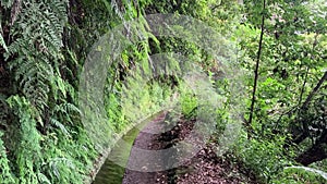 Walk around water irrigation channel, levada in Madeira. Levada do Rei