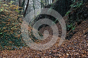 A walk in the Autumn along a n old sunken path in Thuringia photo