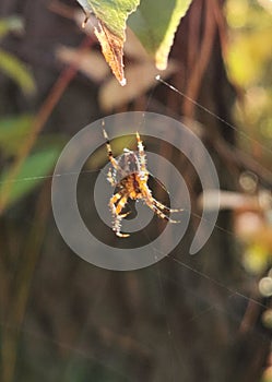 Walk in the autumn forest. A spider in a web is waiting for prey