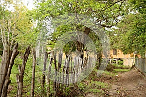 Walk away under trees branches and leaves. Wooden fence and dirty road. photo