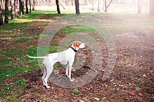 Walk a beautiful dog on the beach with dry grass