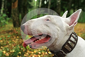 Walk with bullterrier